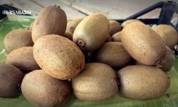 İznik’te Dev Kivi Rekoru: 4 Tanesi 1 Kilo!