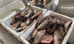 Uluabat’ta İsrail Sazanı İhracat Kapısı Oldu