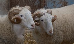 Merinos Koçları Açık Artırmayla Satılacak