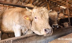 Bursa’da 1 Tonluk ‘Paşa’ 500 Bin Liraya Satışta