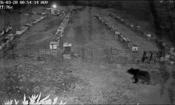 Uludağ’da Ayı Ailesi Kovanlara Saldırdı