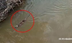 Karacabey’de Nadir Görülen Su Samuru Görüntülendi