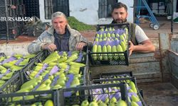 İznik’te Sezonun İlk Kabağı Yüz Güldürdü