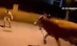 Bursa’da Kaçan Dana Mahallede Paniğe Neden Oldu