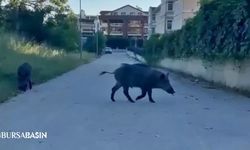 Bursa’da Aç Kalan Domuzlar Şehre İndi