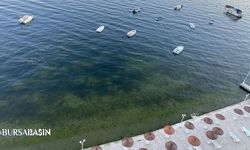 Gemlik Körfezi’nde Müsilaj Endişesi Yerini Umuda Bıraktı