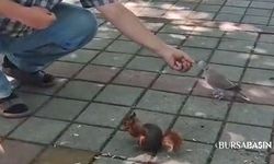 İnegöl'de Sincap ve Kumru Aynı Elden Beslendi