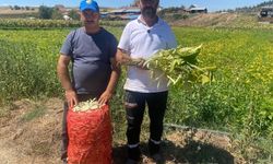 Bursa’da 1 dönümle başladılar, 1000 dönüme ulaştılar