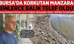 Bursa'da Barajı Besleyen Derede Binlerce Balık Öldü