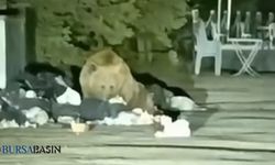 Uludağ’da aç kalan ayı çöp konteynerine girdi