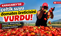 Karacabey’de çeltik suyu domates üreticisini vurdu