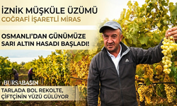 Osmanlı'dan Günümüze: İznik'te Sarı Altın Hasadı Başladı!