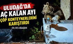 Uludağ’da aç kalan ayı Sarıalan’da çöp konteynerlerini karıştırdı