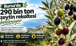 Bursa’da 290 bin ton zeytin rekoltesi bekleniyor