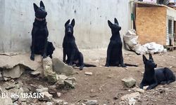 Bursa’da köpek çiftliği tepkisi: Mahalleli sokağa döküldü