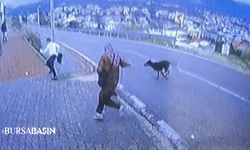 Bursa’da Köpek Paniği: 11 Yaşındaki Çocuk Bacağını Kırdı