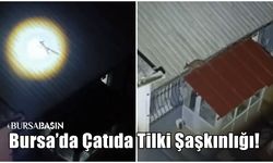 Bursa’da Çatıda Tilki Şaşkınlığı! Fenerle Uzaklaştırıldı
