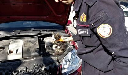 Bursa'da Yardım etmek için durduğu yaralı kedi aracın içine kaçtı