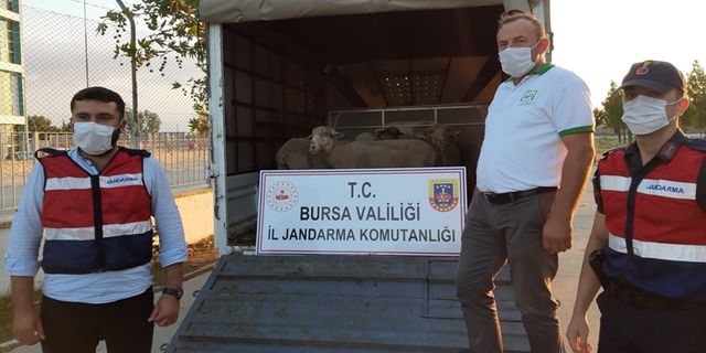 Bursa'da çalınan koyunlar jandarma tarafından bulundu