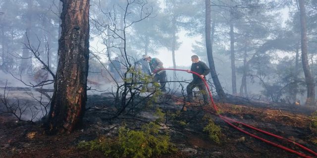 Bursa'da Ormanlık Alanda Örtü Yangını! Yangın Söndürüldü