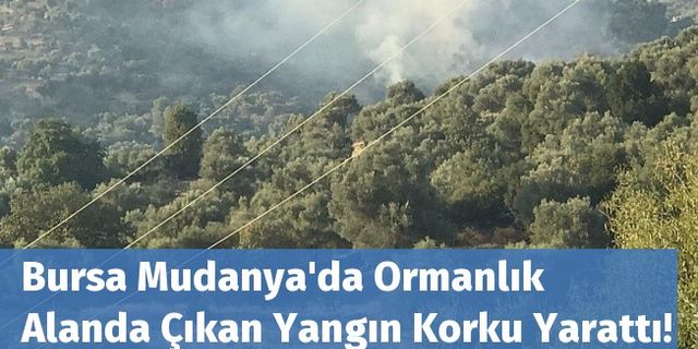 Bursa Mudanya'da Ormanlık Alanda Çıkan Yangın Korku Yarattı!