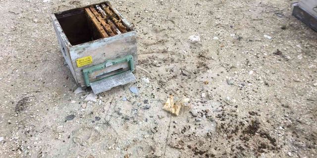 Bursa'da Aç Ayılar Arı kovanlarına Saldırdı
