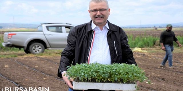 Bursa Karacabey'de yılın ilk domates fidesi ekimi