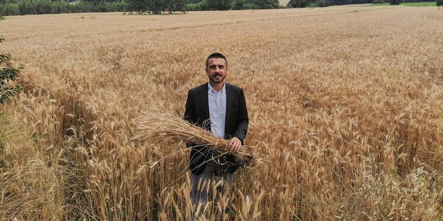 Kestel Belediyesi kendi buğdayını ekmeye başladı