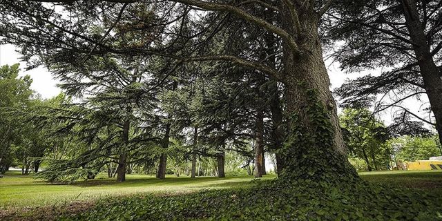 Meclis bahçesi, 282 tür ağacı barındırıyor