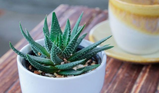 Aloe Veranın Faydaları Nelerdir? Aloe Verayı Nasıl Kullanabiliriz?