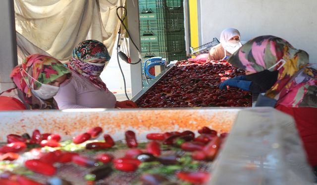 Bursa'da üretilen salçadan Hollandalılar vazgeçemiyor!