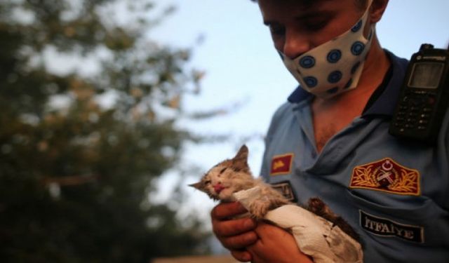 Bursa'da orman yangını! itfaiye ekiplerinin çabasıyla bir kedi hayata tutundu