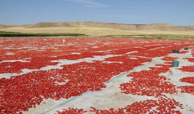 Diyarbakır Domatesleri İtalya Yolcusu!