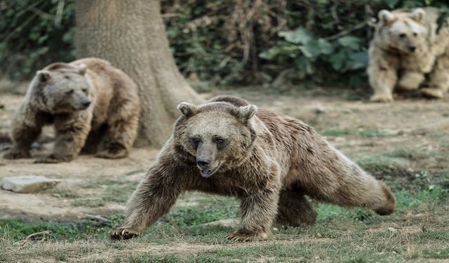 Bursa Ovakorusu'ndaki Ayıların Kış Hazırlığı Başladı