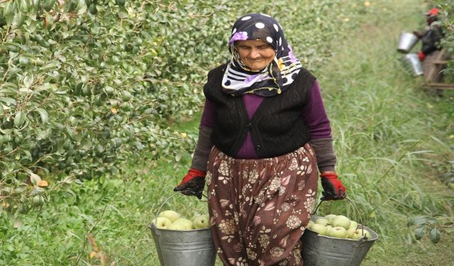 Bursa'da 6 Bin Dekar Alanda Deveci Armudu Hasadı Başladı