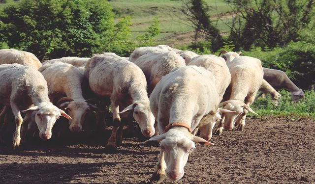 Bursa'daki Kıvırcık Koyun Üreticilerinden Ekonomiye Önemli Katkı