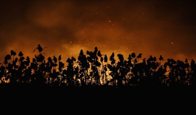 Bursa'da Sazlık Alanda Yangın! Ekipler Müdahale Etti