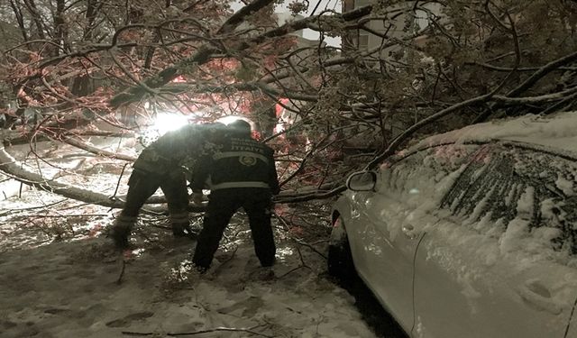 Bursa'da Kar Yağışı! Devrilen Ağaç 2 Otomobile Zarar Verdi