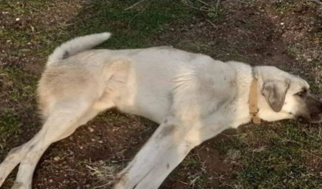 Bursa'da Köpeğe Aracıyla Çarpıp Kaçan Adamı Aracının Düşen Plakası Ele Verdi!