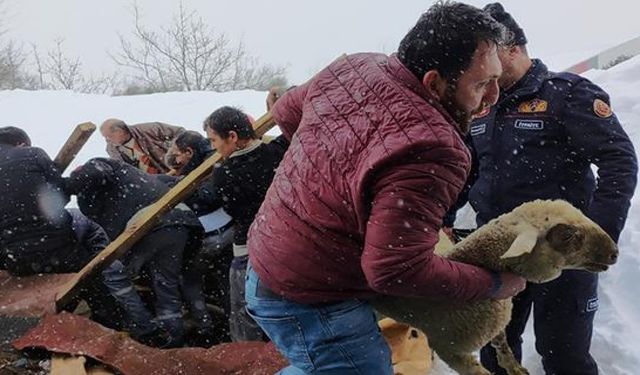 Osmangazi'de Kar Nedeniyle Ahırın Çatısı Çöktü: 4 Kuzu Telef Oldu!