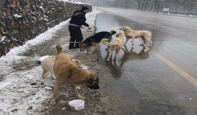 Uludağ'da Sokak Hayvanları Aç Bırakılmıyor!