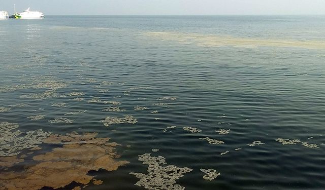 Plankton Çoğalması Nedeniyle Mudanya Sahili Kahverengiye Büründü