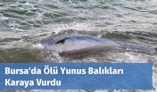 Bursa'da Ölü Yunus Balıkları Karaya Vurdu