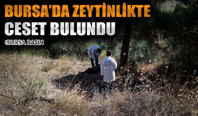 Bursa'da Zeytinlikte Bir Erkeğe Ait Ceset Bulundu