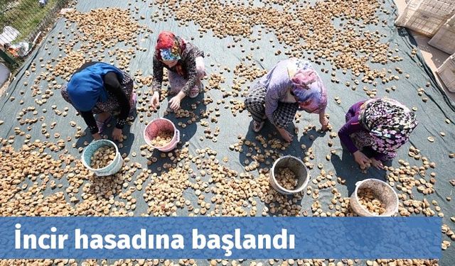 İncir hasadına başlandı