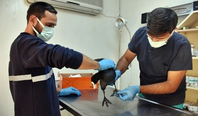 Gemlik Belediyesi yaralı kuşu tedavi altına aldı