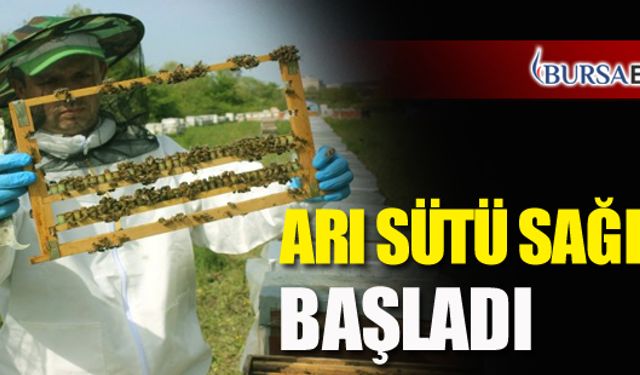 Bursa'da Arı Sütü Sağımı Başladı