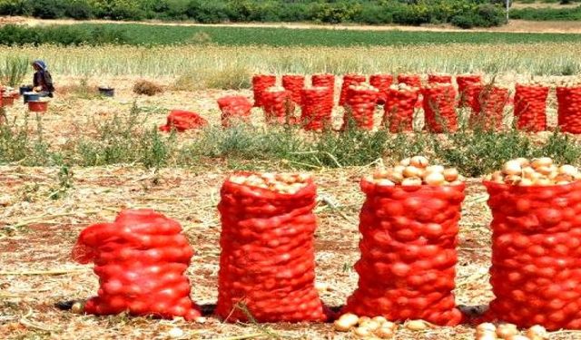 Bursa'da Soğan Hasadı Yüzleri Güldürüyor