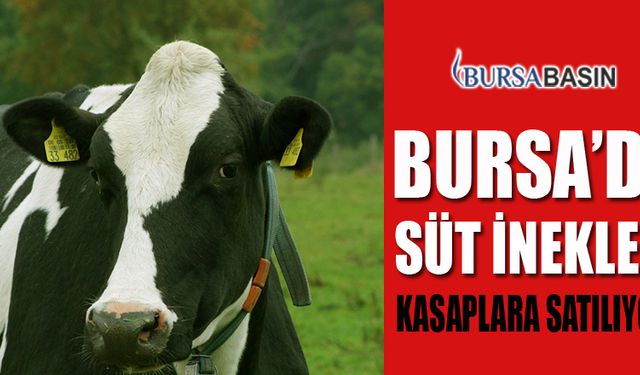 Bursalı Süt Üreticileri İneklerini Kasaplara Satıyor