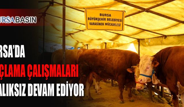 Bursa'da Kurbanlık Satış Noktalarında İlaçlama Çalışması Yapılıyor